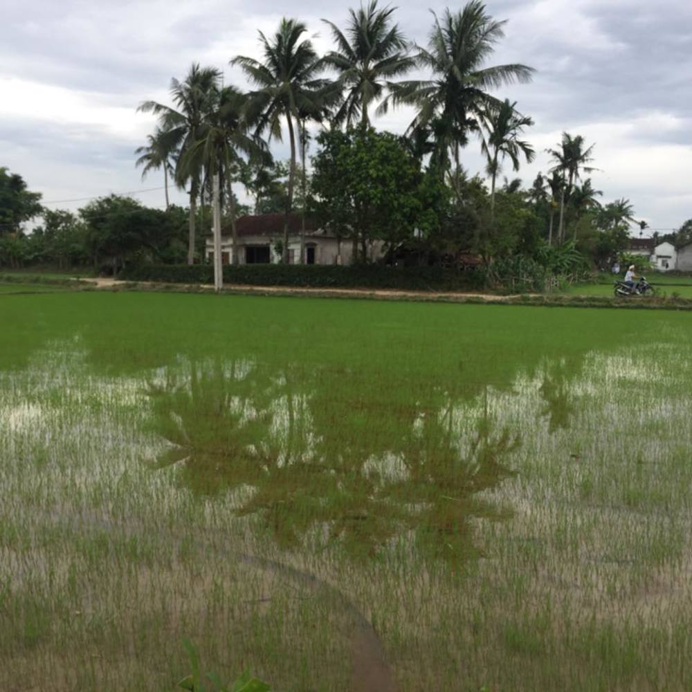Meet your Posher, Nấm